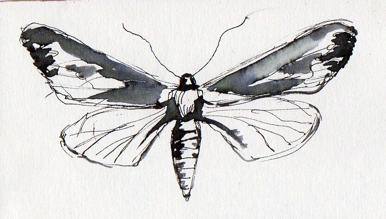 Sketch pen and ink drawing by artist Diane Young of a Moth or butterfly