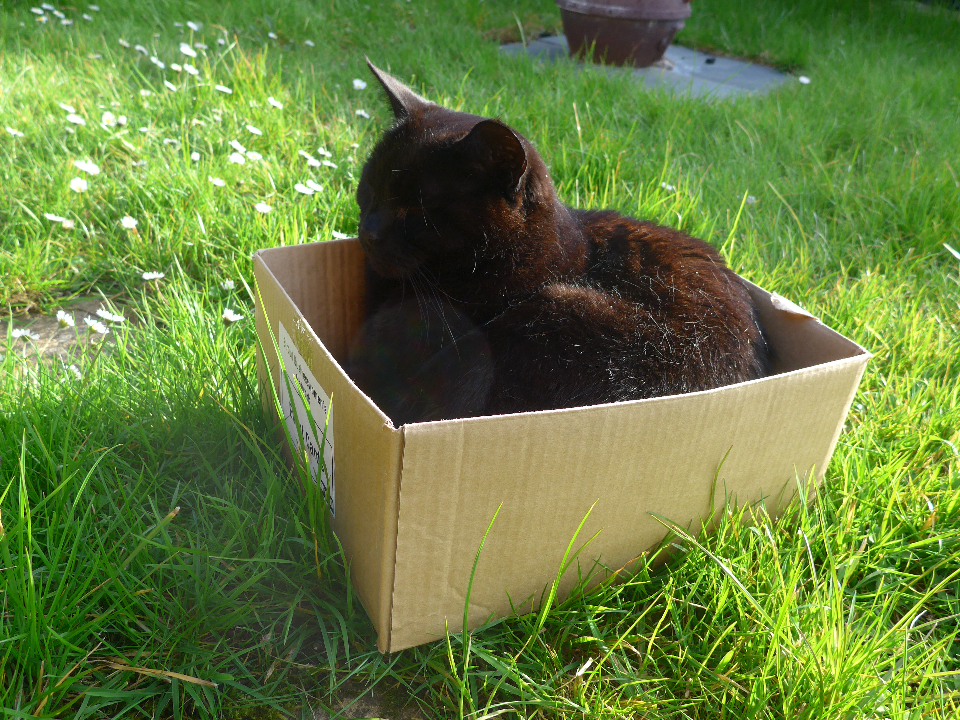 Cat in a Box in the garden happy as can be photograph by artist Diane Young