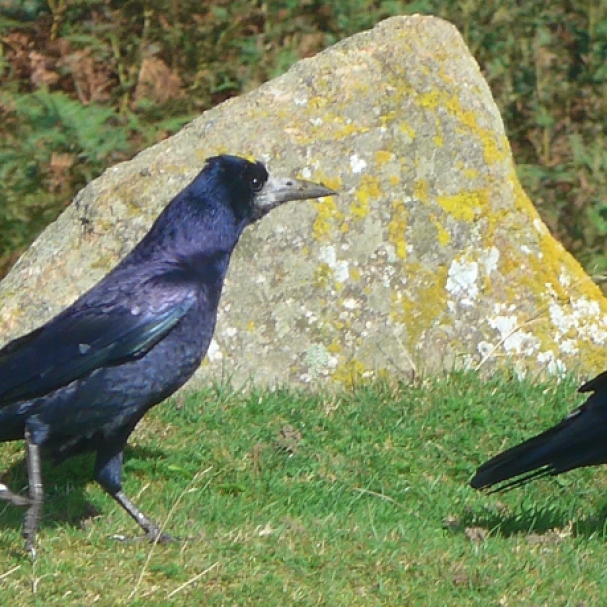 Rook Chasing another art reference by Diane Young