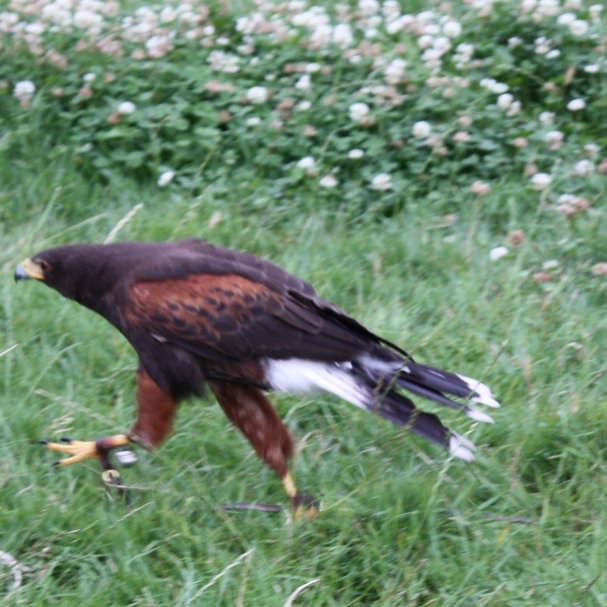 Harris Hawk on Ground photo by artist Diane Young