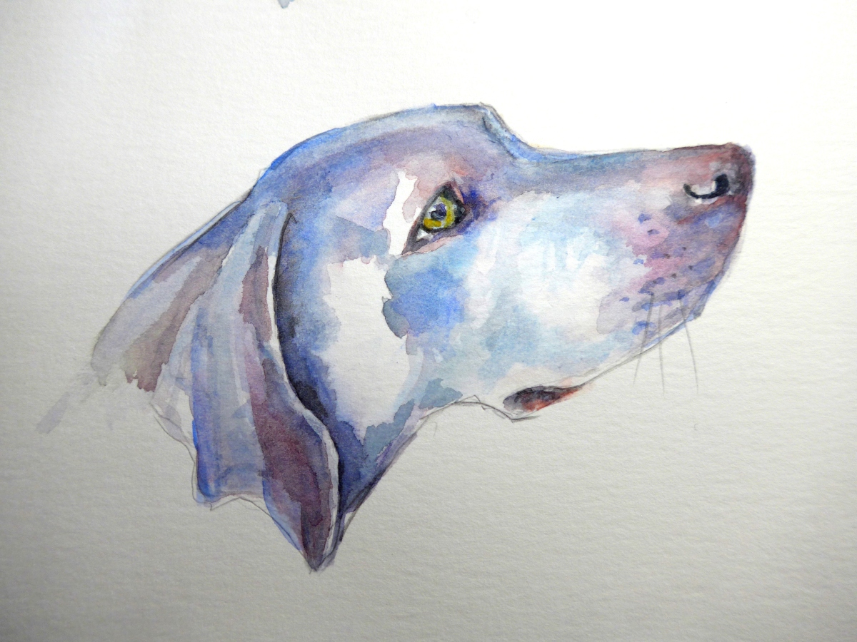 Loose painting of the head of a Weimeraner dog by Diane Young