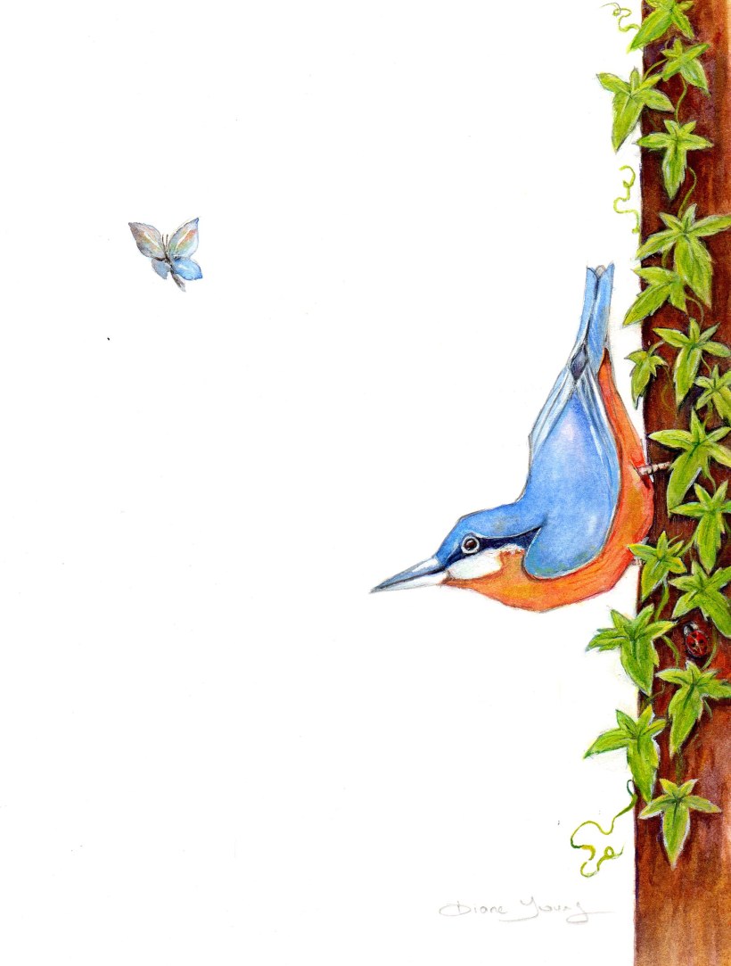 Painting of a Nuthatch bird with moth by artist Diane Young Stroud