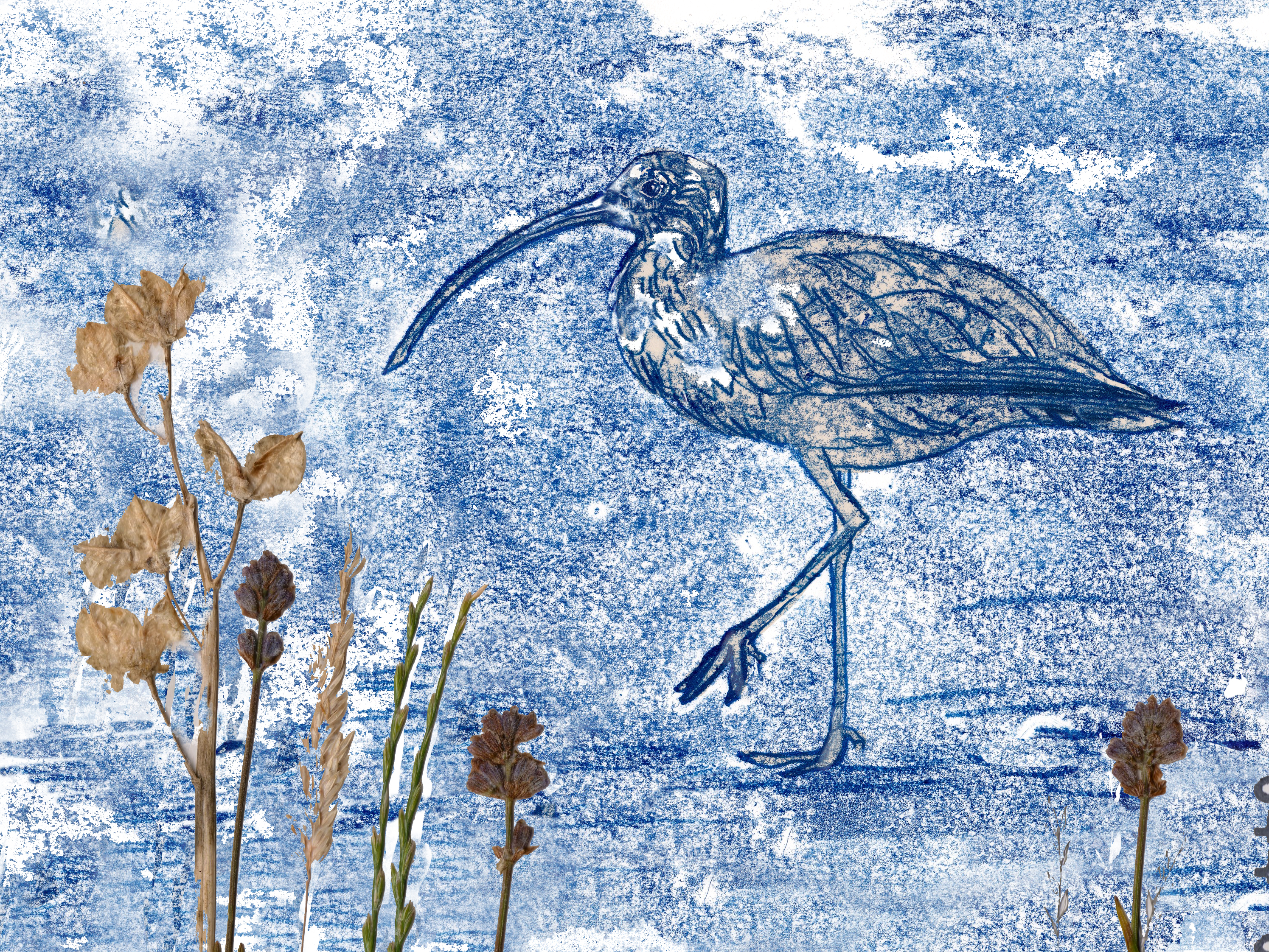 A collograph print of a Curlew set against dried flowers artist Diane Young
