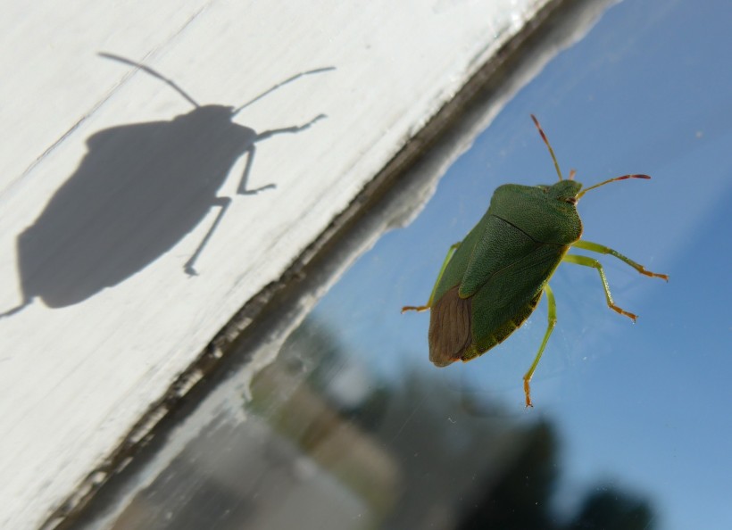 Photo of a shield bug by printmaker diane young of stroud
